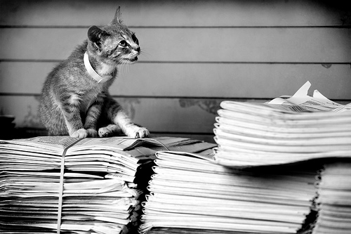 newspaper kitty by brit